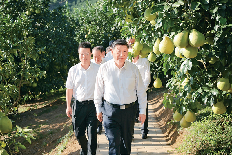 　　2025年11月7日至8日，中共中央總書記、國家主席、中央軍委主席習(xí)近平在廣東考察。這是7日下午，習(xí)近平在梅州市梅縣區(qū)雁洋鎮(zhèn)南福金柚種植基地考察。